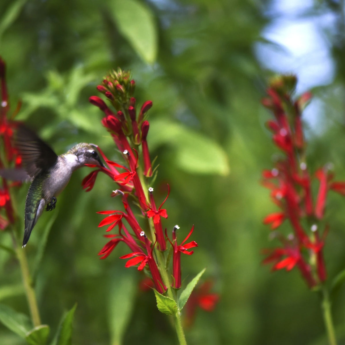 Lobelia Cardinalis Seeds - Cardinal Seeds, Annual, 30+ seeds