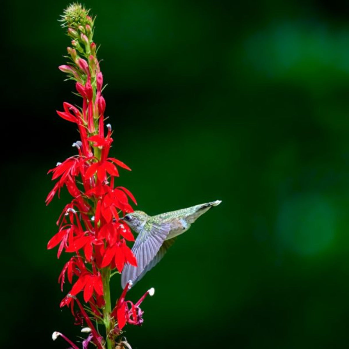 Lobelia Cardinalis Seeds - Cardinal Seeds, Annual, 30+ seeds