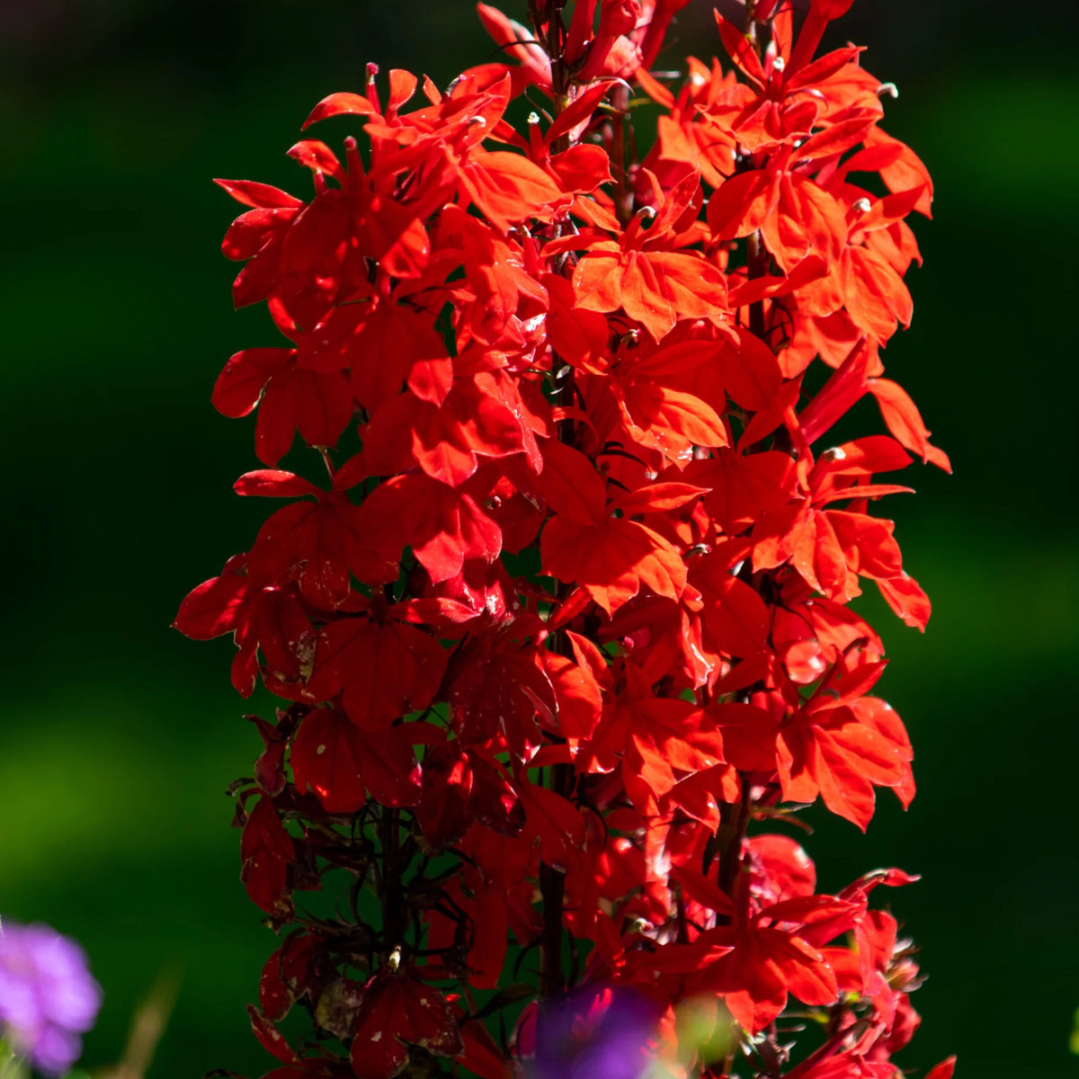 Lobelia Cardinalis Seeds - Cardinal Seeds, Annual, 30+ seeds