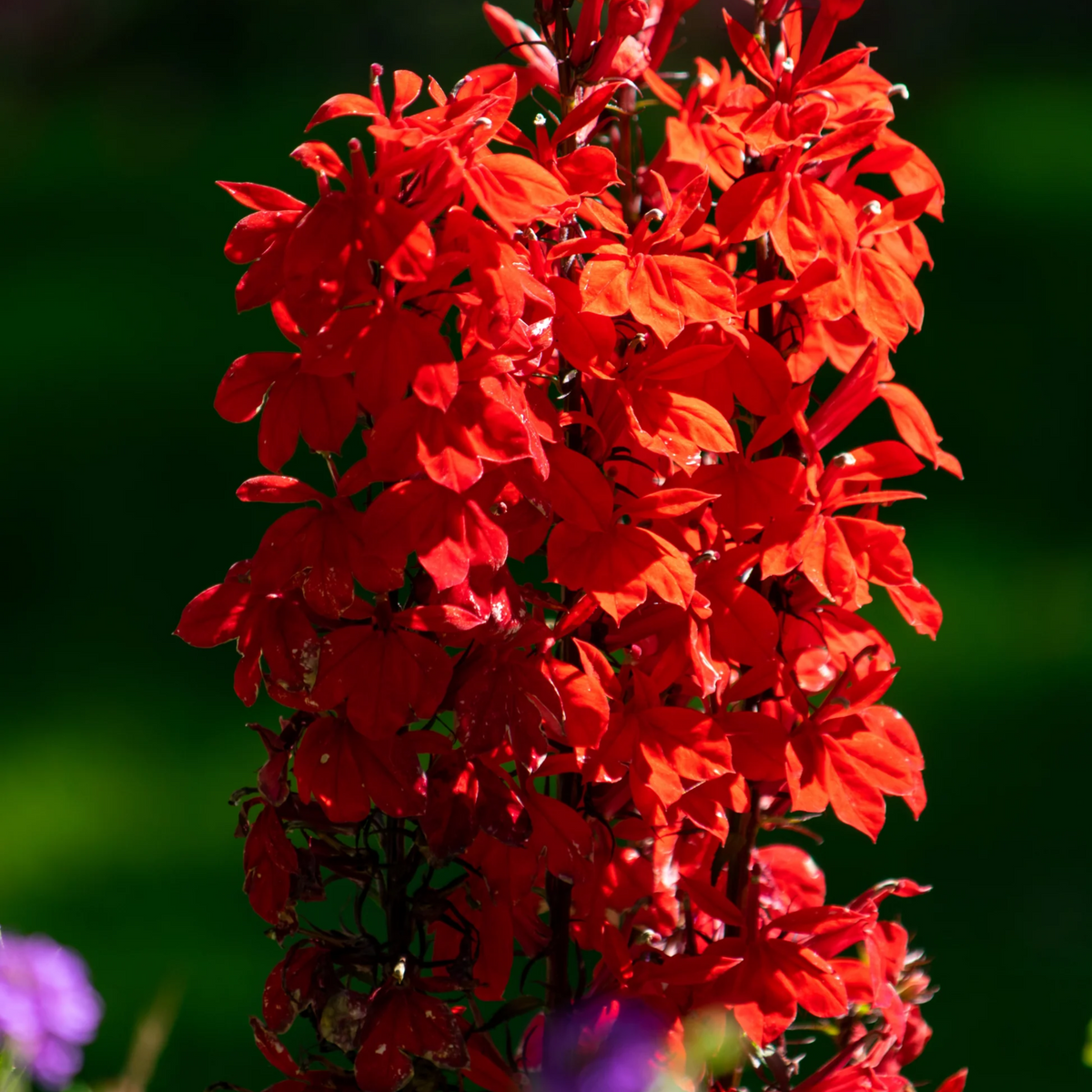 Lobelia Cardinalis Seeds - Cardinal Seeds, Annual, 30+ seeds