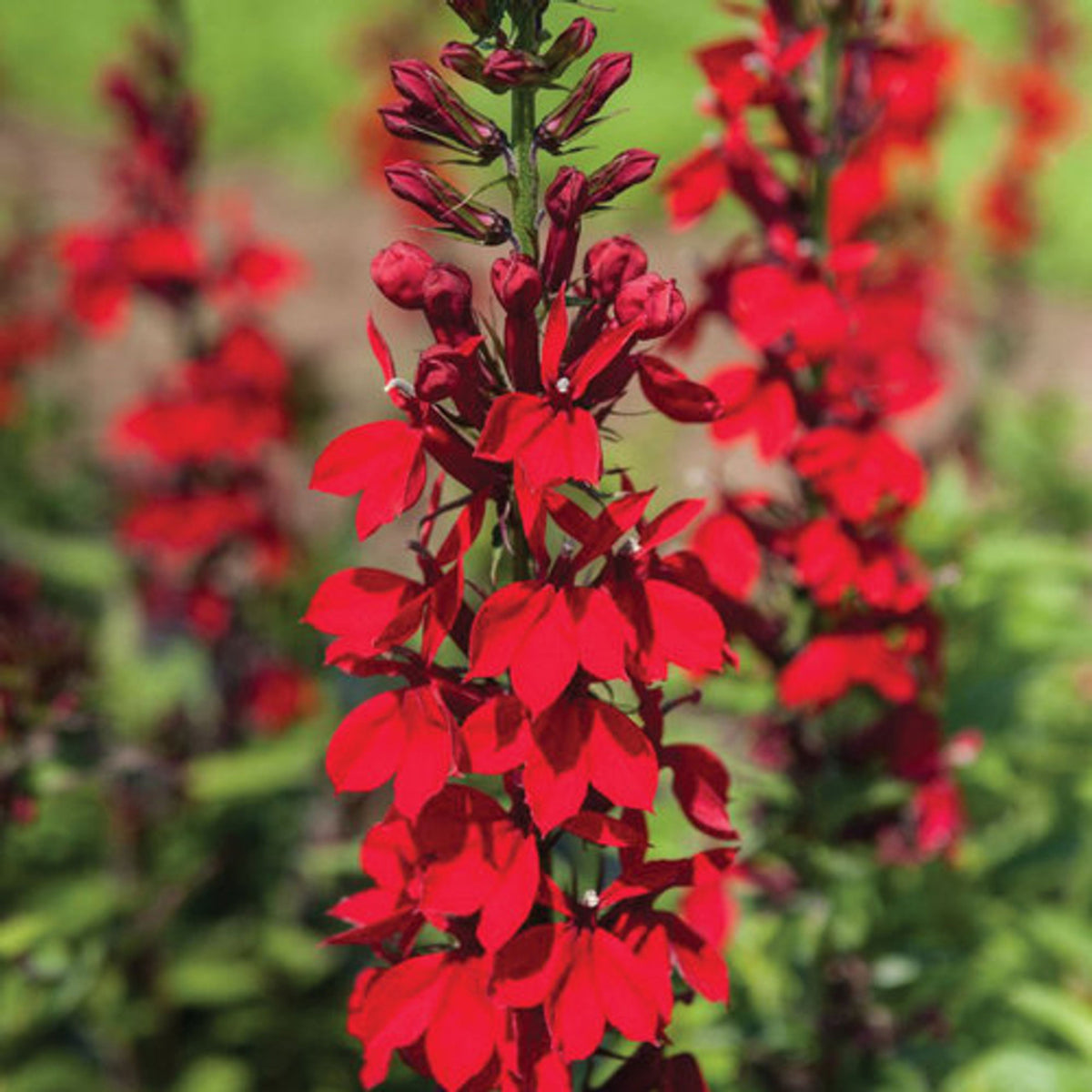 Lobelia Cardinalis Seeds - Cardinal Seeds, Annual, 30+ seeds