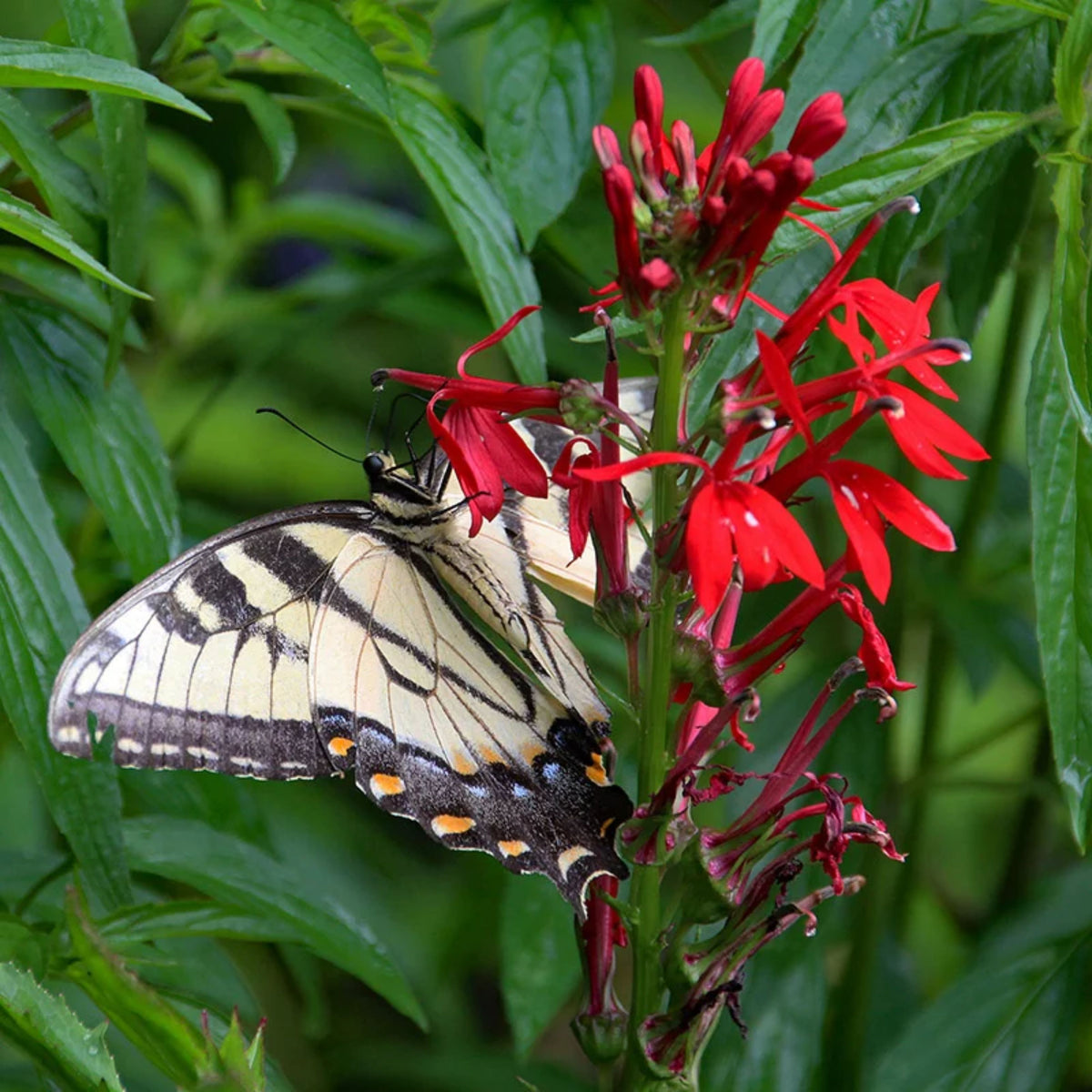 Lobelia Cardinalis Seeds - Cardinal Seeds, Annual, 30+ seeds
