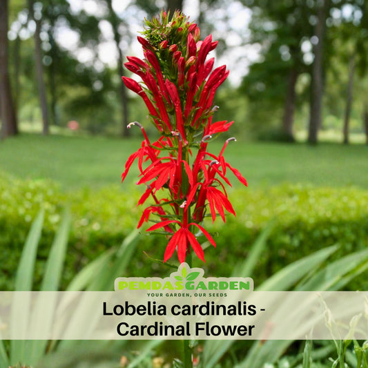 Lobelia Cardinalis Seeds - Cardinal Seeds, Annual, 30+ seeds