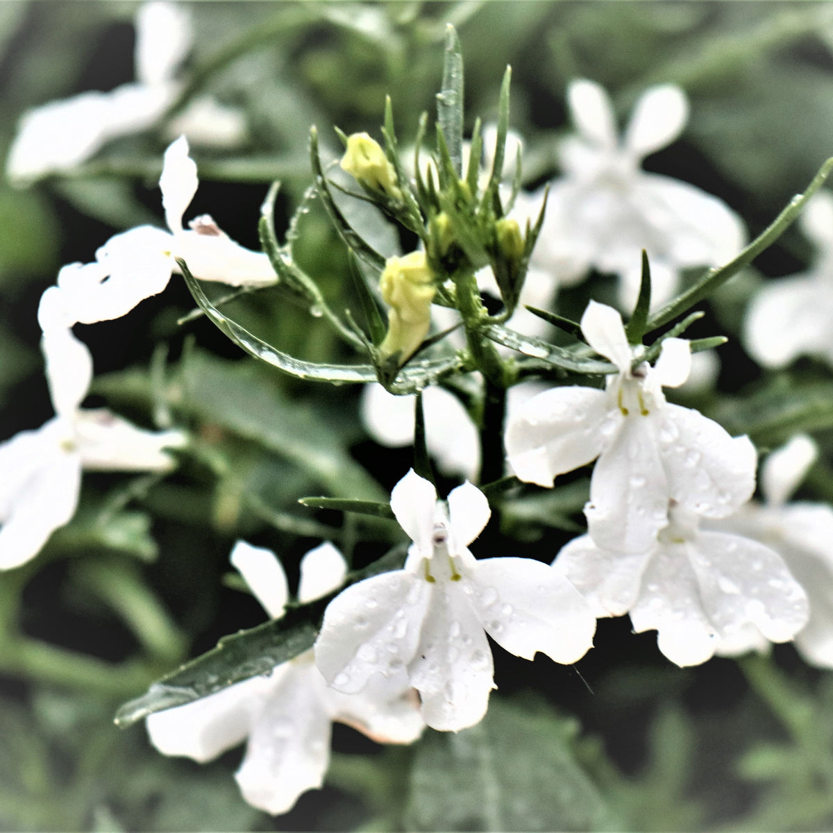 Regatta White Lobelia Erinus Seeds - Annual, Dwarf, 30+ seeds