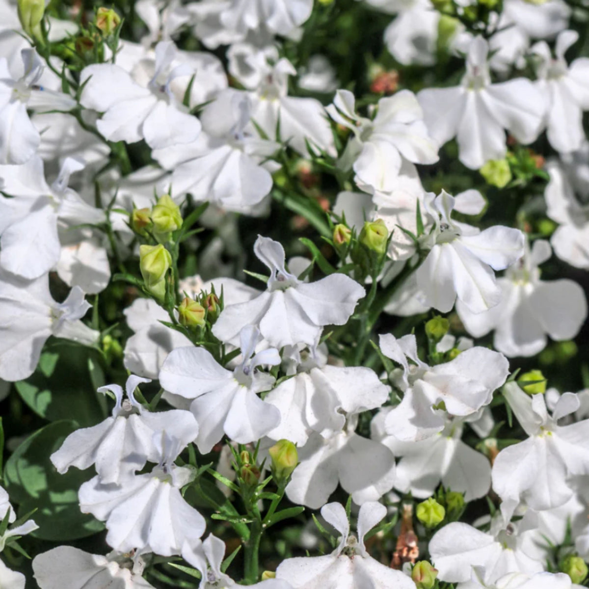 Regatta White Lobelia Erinus Seeds - Annual, Dwarf, 30+ seeds