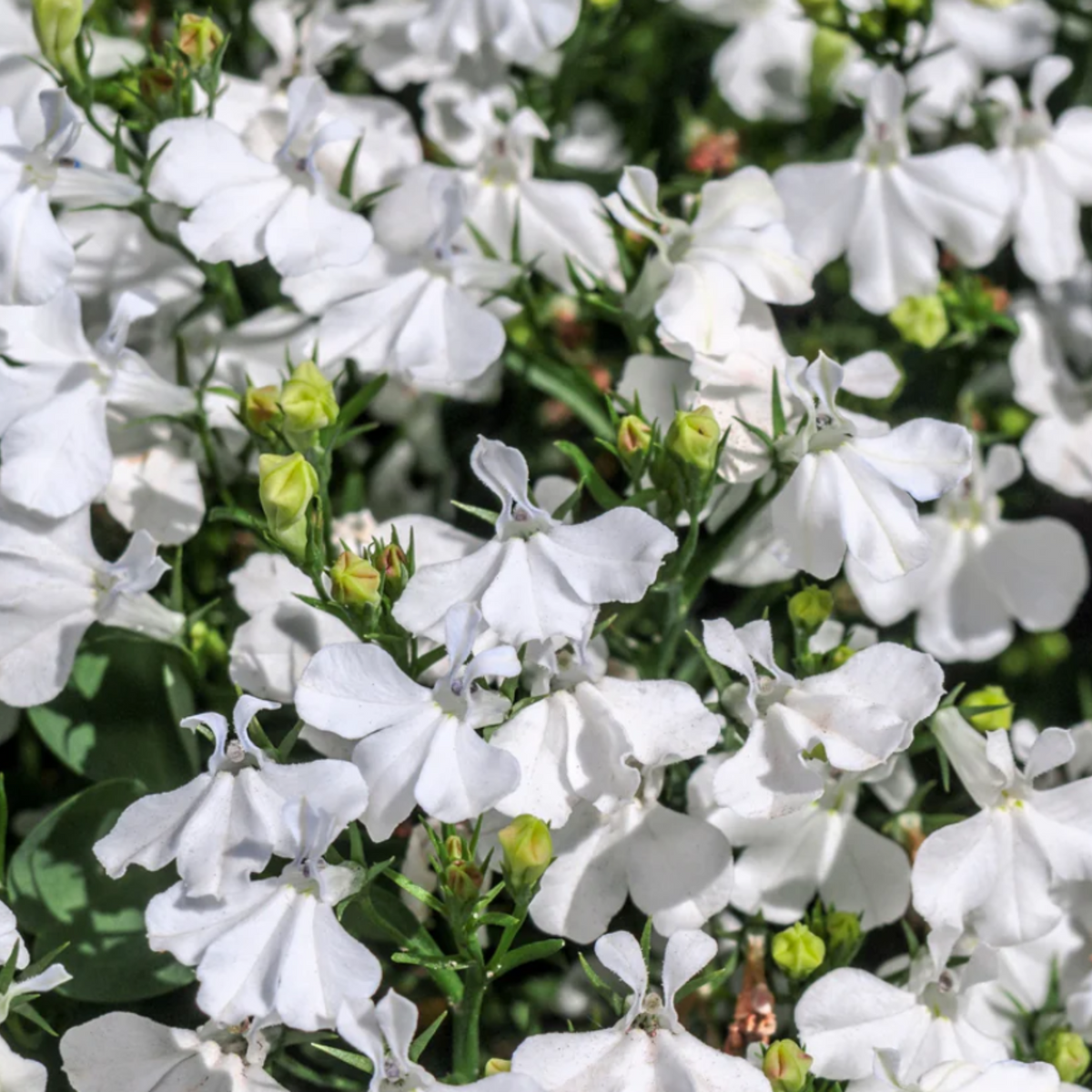 Regatta White Lobelia Erinus Seeds - Annual, Dwarf, 30+ seeds