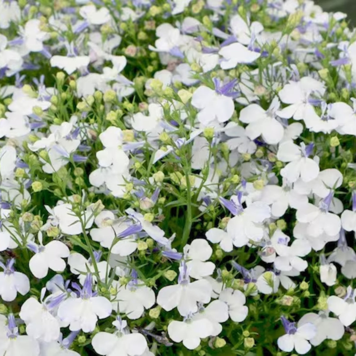 Regatta White Lobelia Erinus Seeds - Annual, Dwarf, 30+ seeds