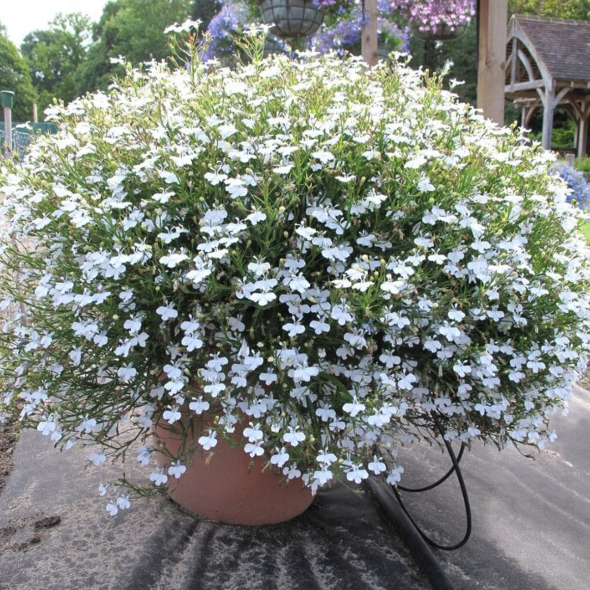 30+ Seeds| Regatta White Lobelia erinus Seeds - Annual- Dwarf -Fast Growing- Open-Pollinating- Plant in before last frost/after frost #13
