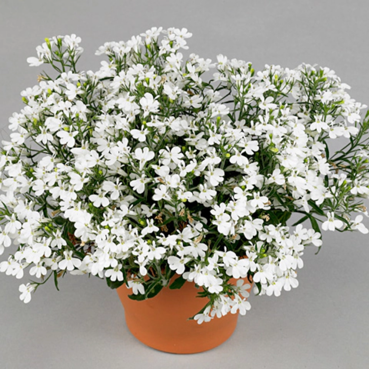 Regatta White Lobelia Erinus Seeds - Annual, Dwarf, 30+ seeds