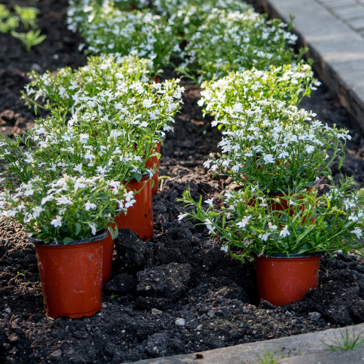 Regatta White Lobelia Erinus Seeds - Annual, Dwarf, 30+ seeds