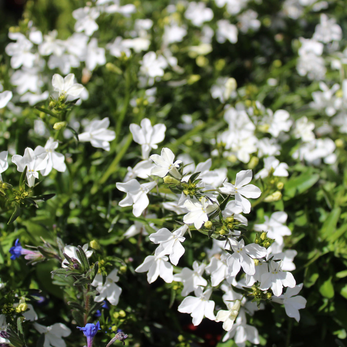 Regatta White Lobelia Erinus Seeds - Annual, Dwarf, 30+ seeds