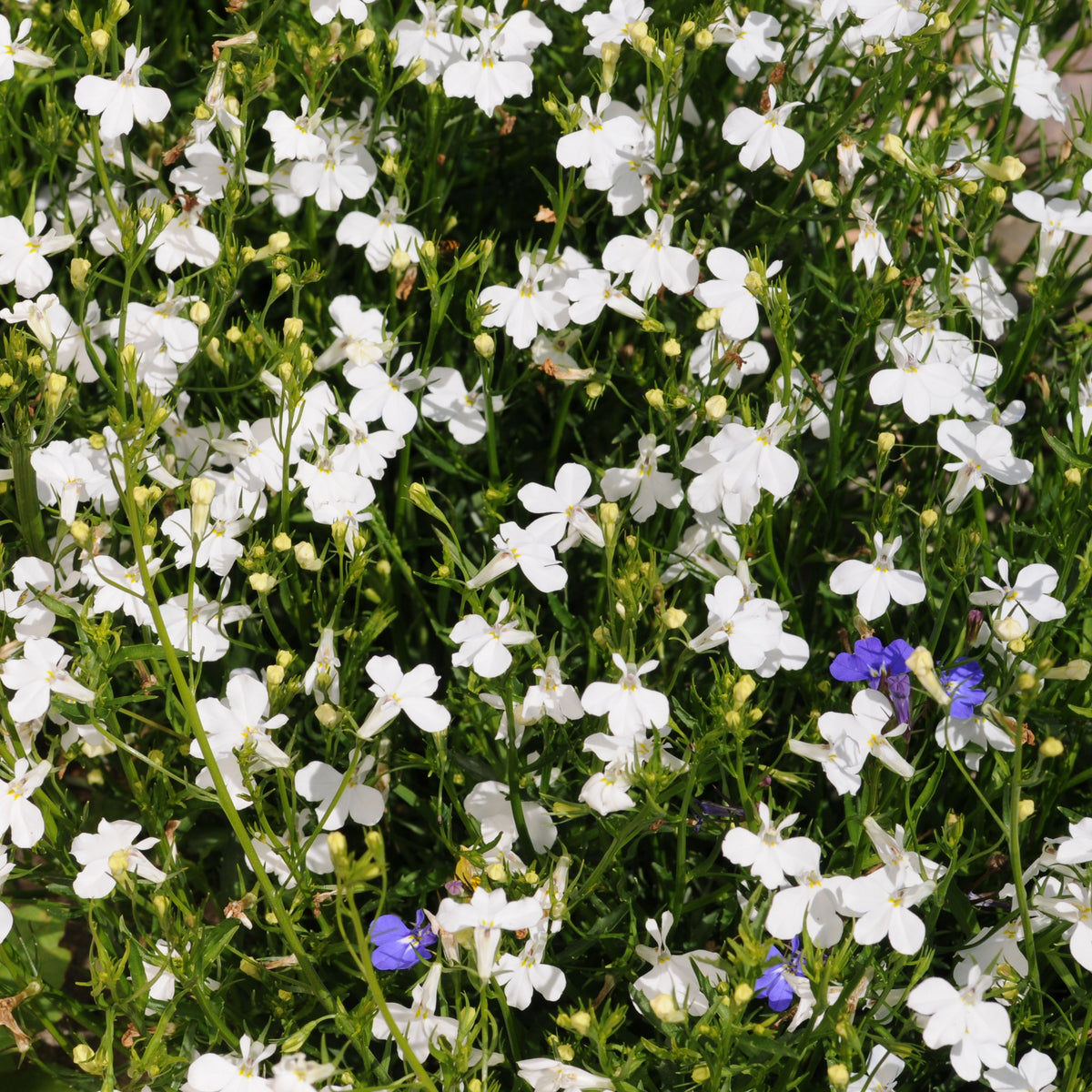 Regatta White Lobelia Erinus Seeds - Annual, Dwarf, 30+ seeds