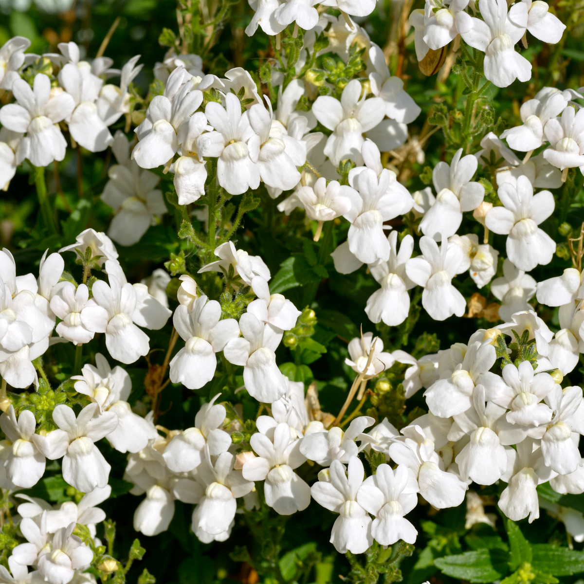 Regatta White Lobelia Erinus Seeds - Annual, Dwarf, 30+ seeds