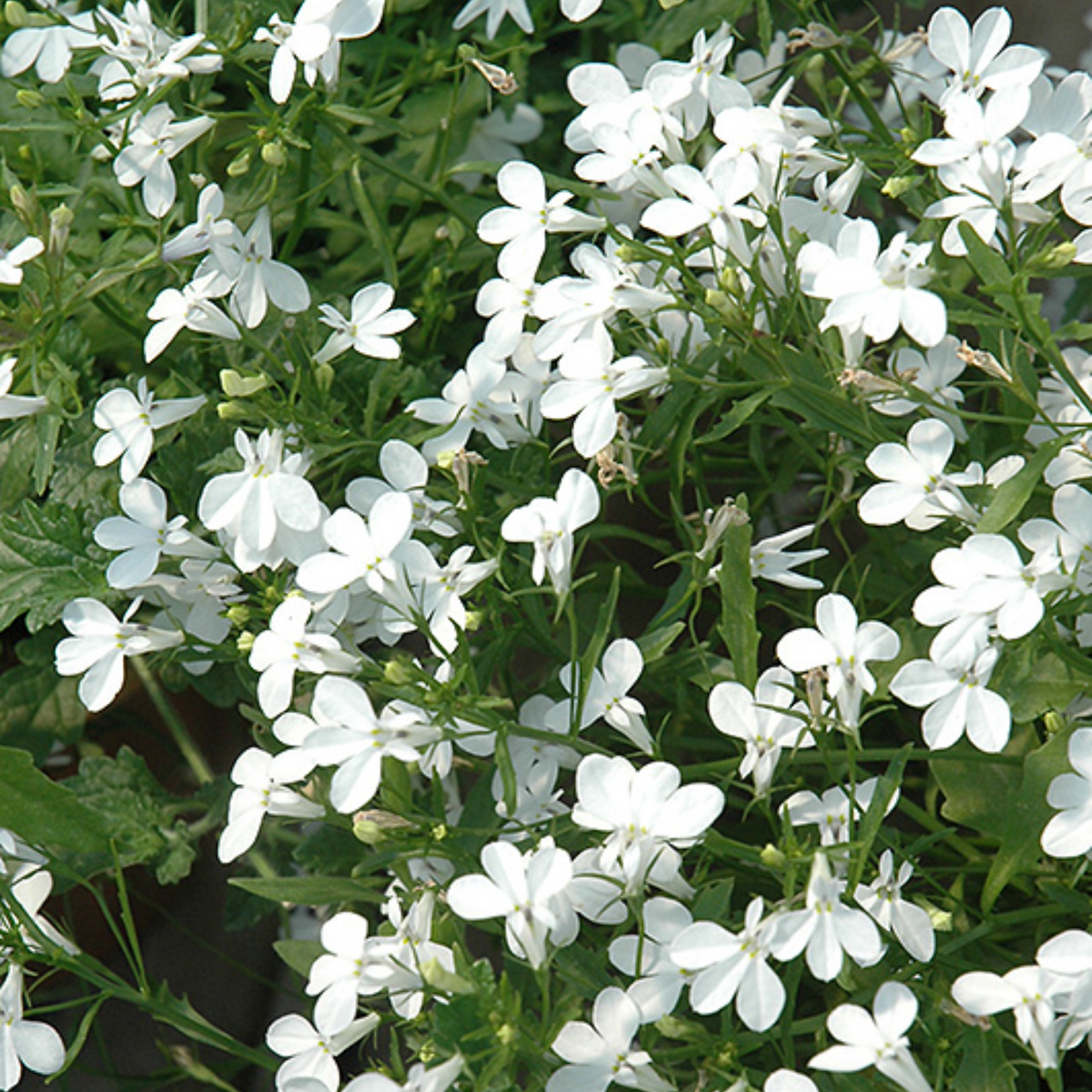 Regatta White Lobelia Erinus Seeds - Annual, Dwarf, 30+ seeds