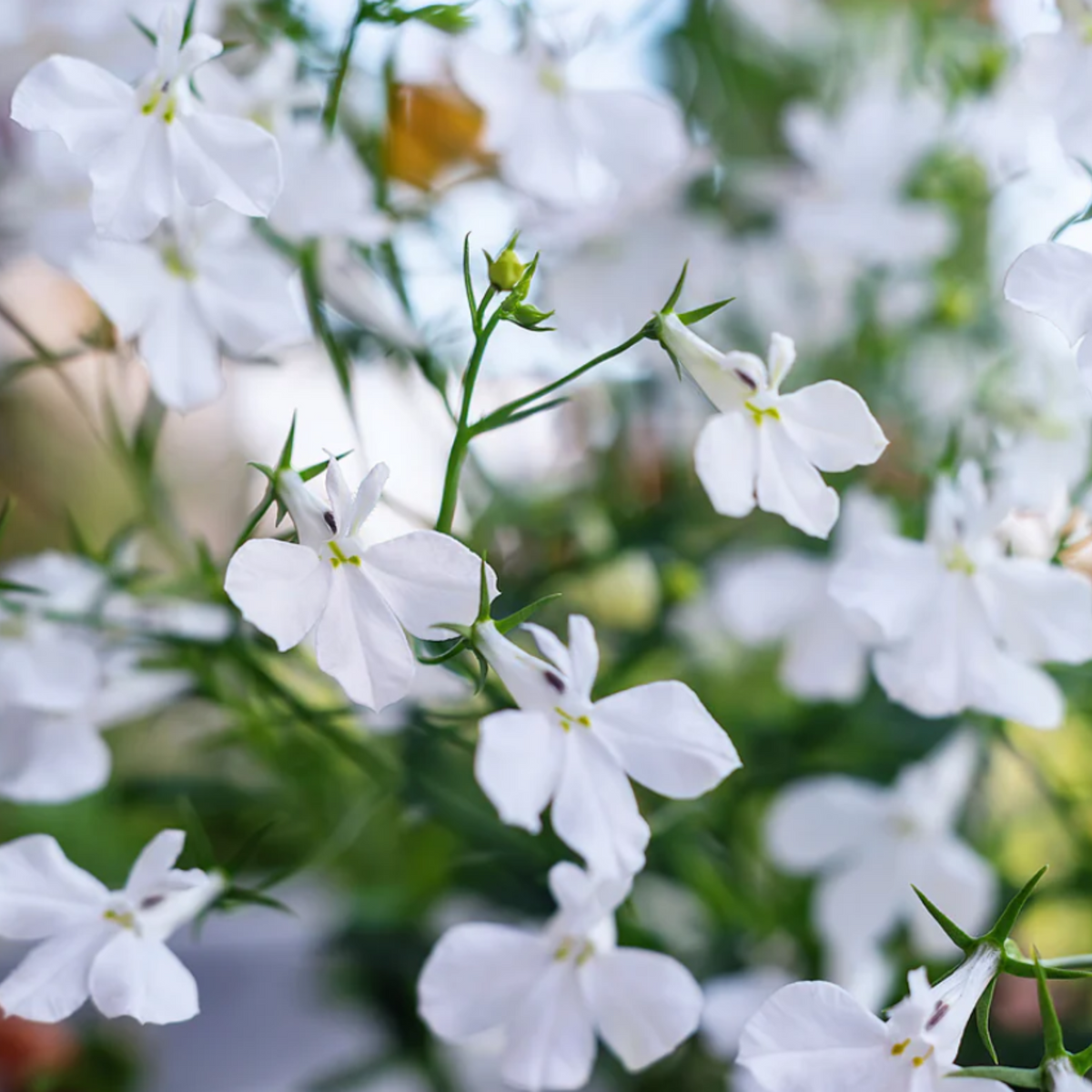 Regatta White Lobelia Erinus Seeds - Annual, Dwarf, 30+ seeds