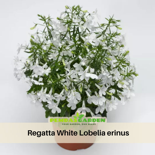 Regatta White Lobelia Erinus Seeds - Annual, Dwarf, 30+ seeds