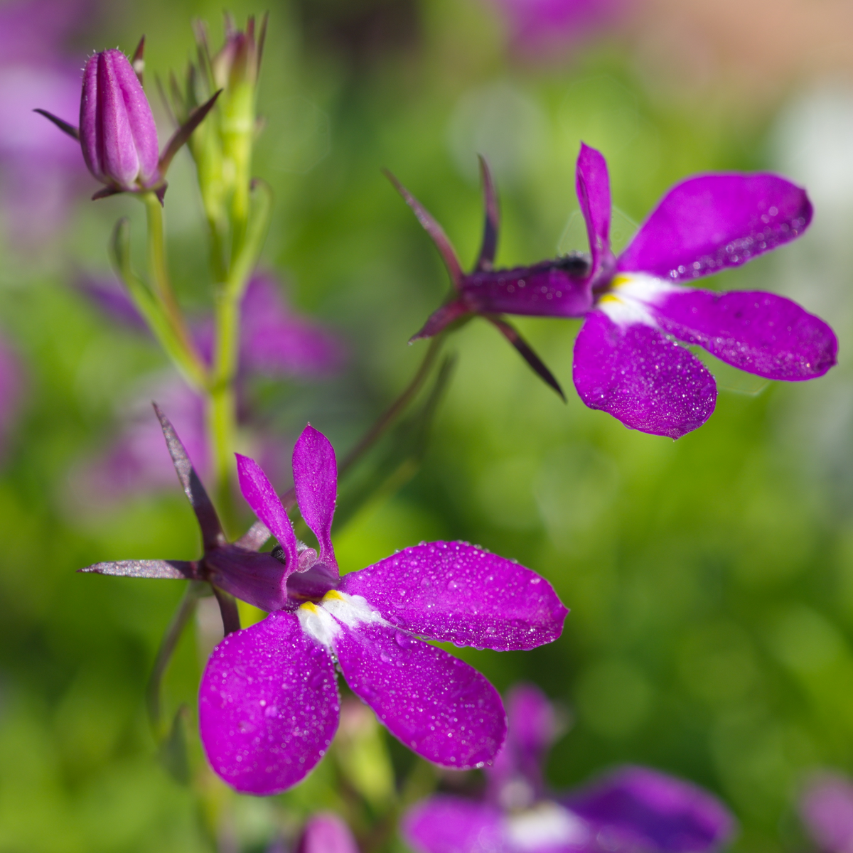 Violet Lobelia Erinus Seeds - Annual, Dwarf, 30+ seeds