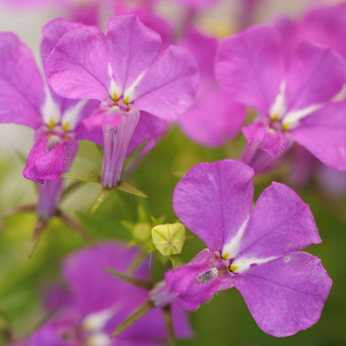 Violet Lobelia Erinus Seeds - Annual, Dwarf, 30+ seeds