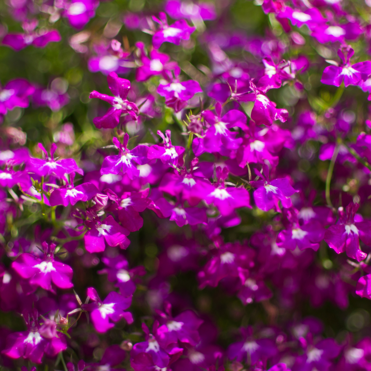 Violet Lobelia Erinus Seeds - Annual, Dwarf, 30+ seeds