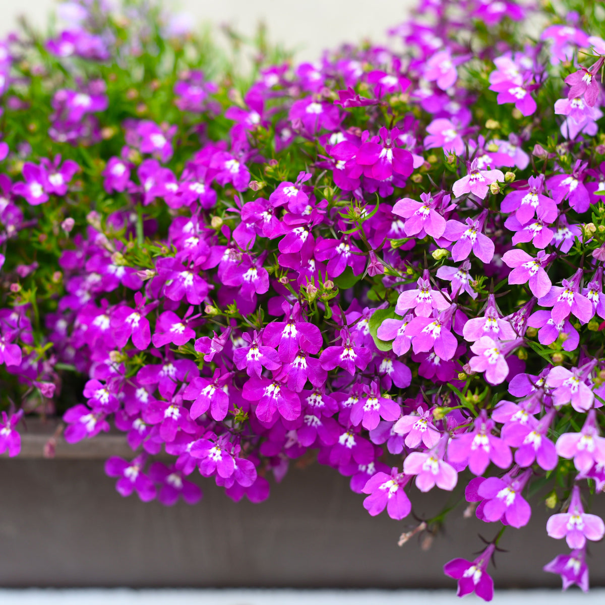Violet Lobelia Erinus Seeds - Annual, Dwarf, 30+ seeds