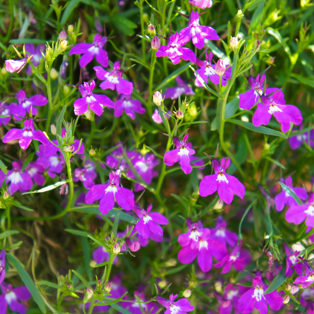 30+ Seeds| Violet Lobelia erinus Seeds - Annual- Dwarf -Fast Growing- Open-Pollinating- Plant in before last frost/after frost #14