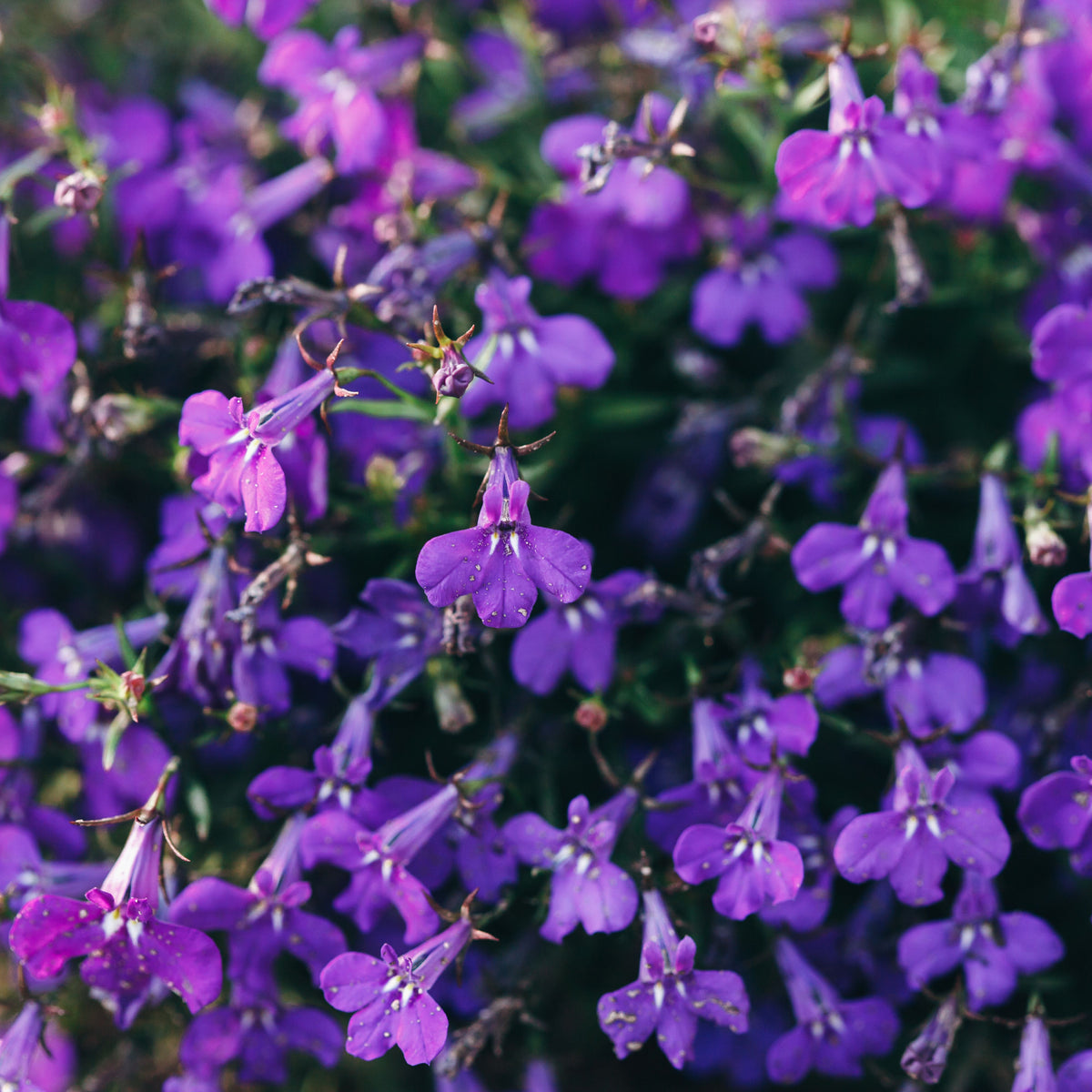 Violet Lobelia Erinus Seeds - Annual, Dwarf, 30+ seeds