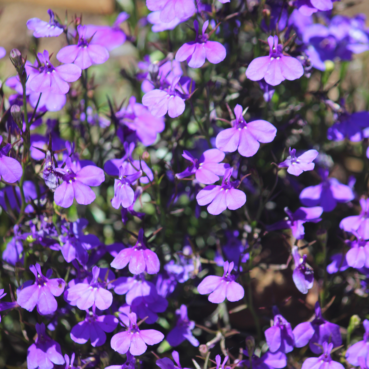 30+ Seeds| Violet Lobelia erinus Seeds - Annual- Dwarf -Fast Growing- Open-Pollinating- Plant in before last frost/after frost #14