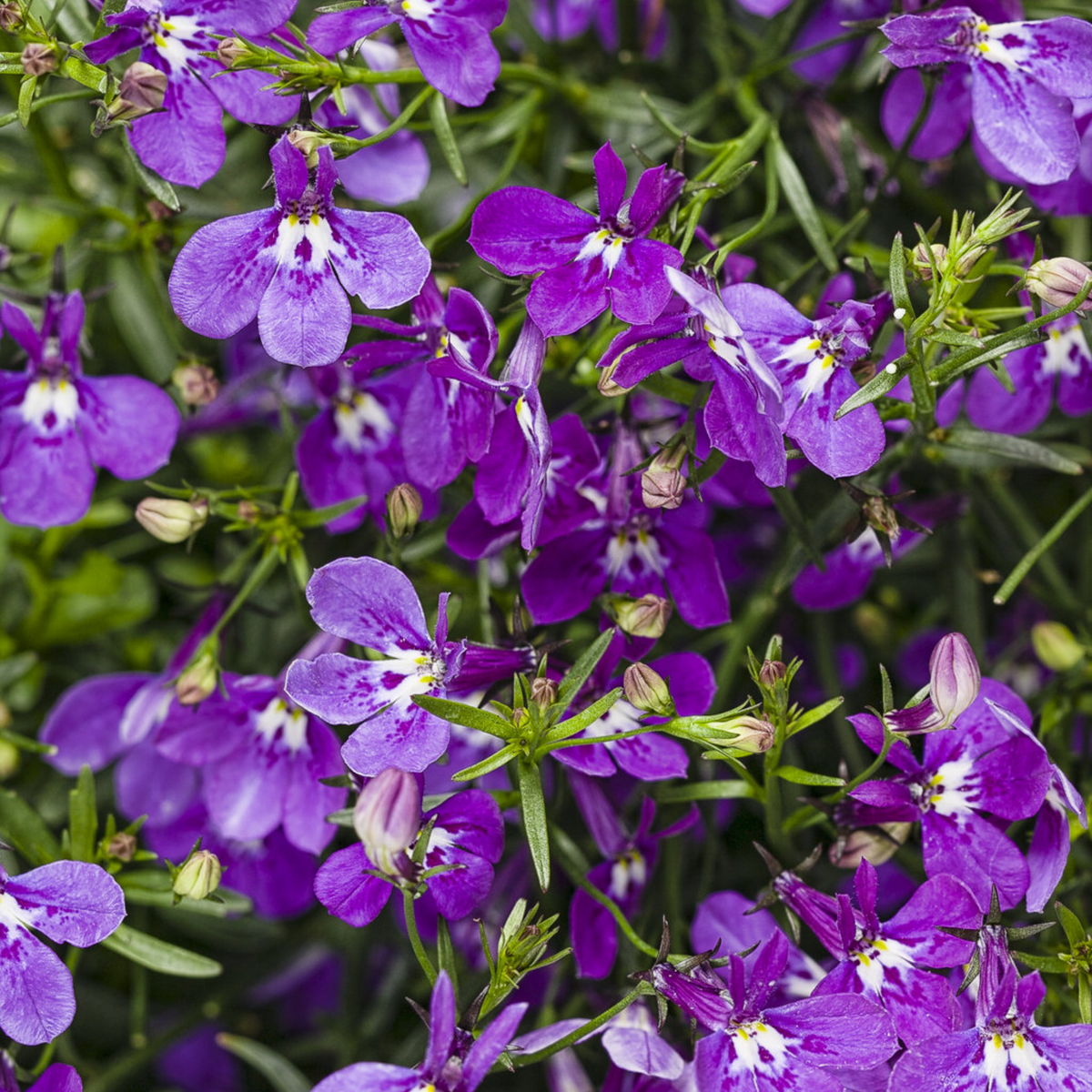 Violet Lobelia Erinus Seeds - Annual, Dwarf, 30+ seeds