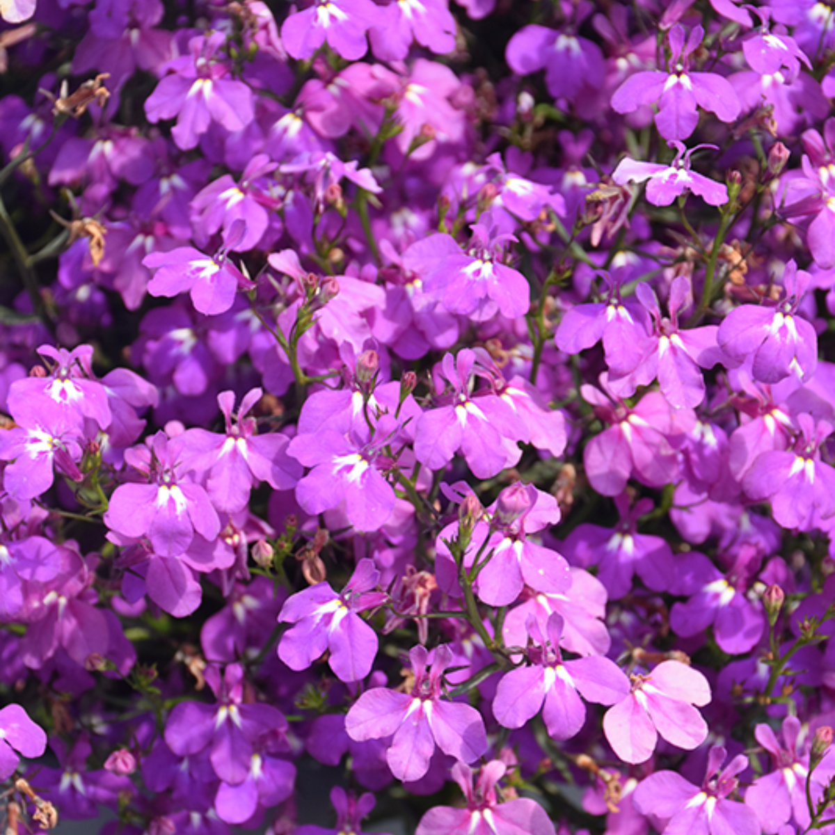 Violet Lobelia Erinus Seeds - Annual, Dwarf, 30+ seeds
