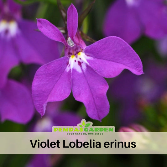 Violet Lobelia Erinus Seeds - Annual, Dwarf, 30+ seeds