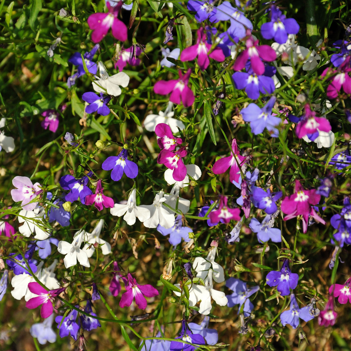 Mix Lobelia Erinus Seeds - Annual, Dwarf, 30+ seeds
