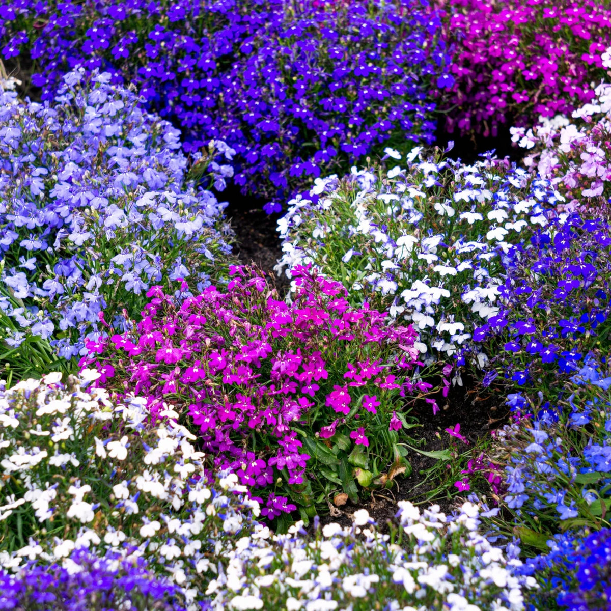 Mix Lobelia Erinus Seeds - Annual, Dwarf, 30+ seeds
