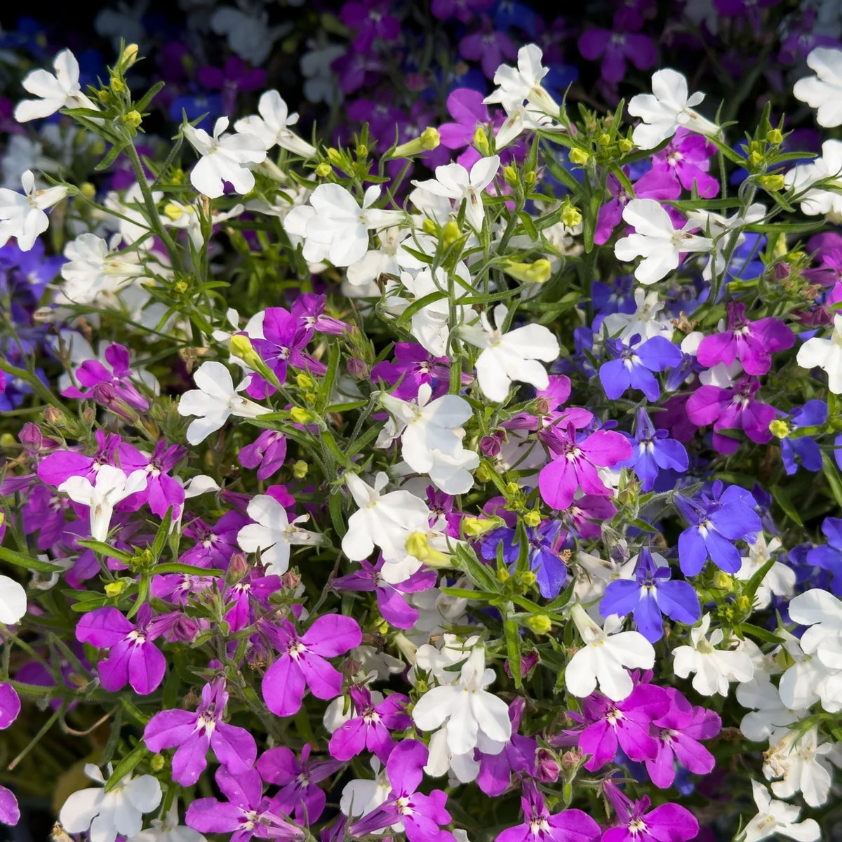 Mix Lobelia Erinus Seeds - Annual, Dwarf, 30+ seeds