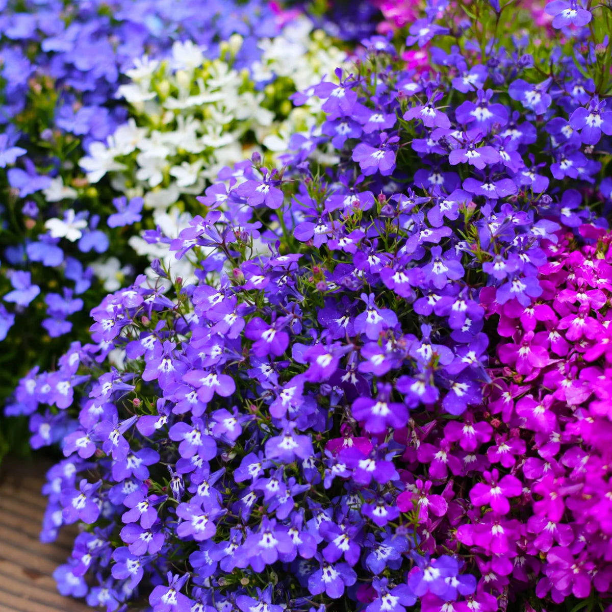 Mix Lobelia Erinus Seeds - Annual, Dwarf, 30+ seeds