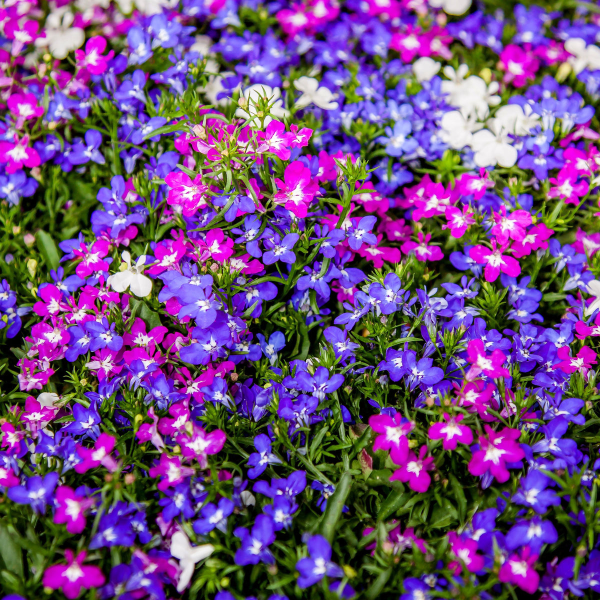 Mix Lobelia Erinus Seeds - Annual, Dwarf, 30+ seeds