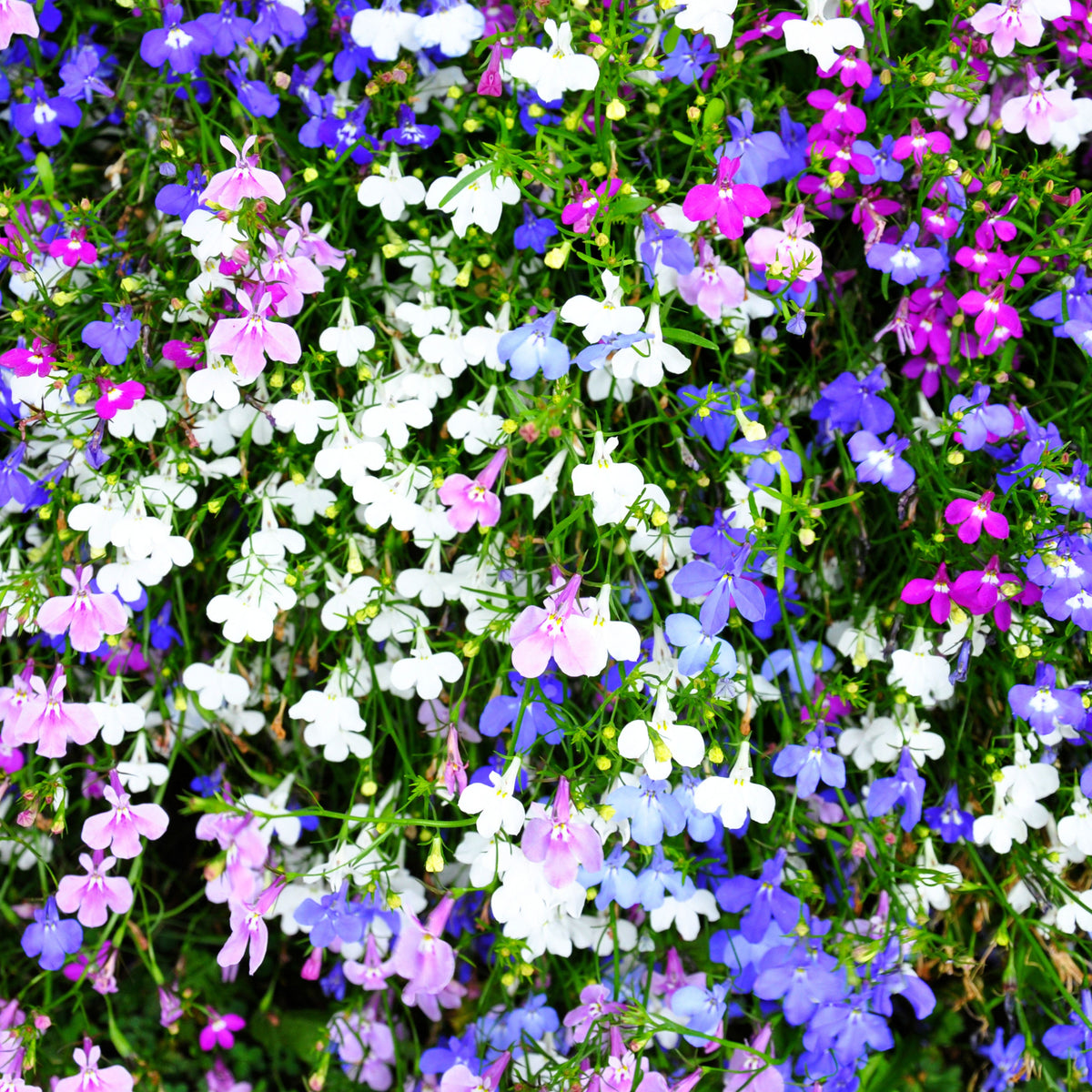 Mix Lobelia Erinus Seeds - Annual, Dwarf, 30+ seeds