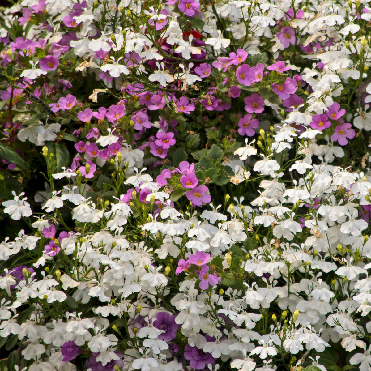 Mix Lobelia Erinus Seeds - Annual, Dwarf, 30+ seeds