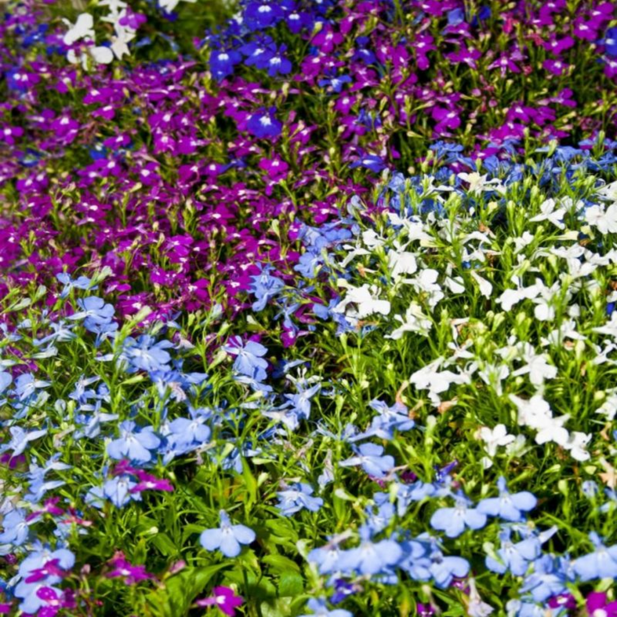 Mix Lobelia Erinus Seeds - Annual, Dwarf, 30+ seeds