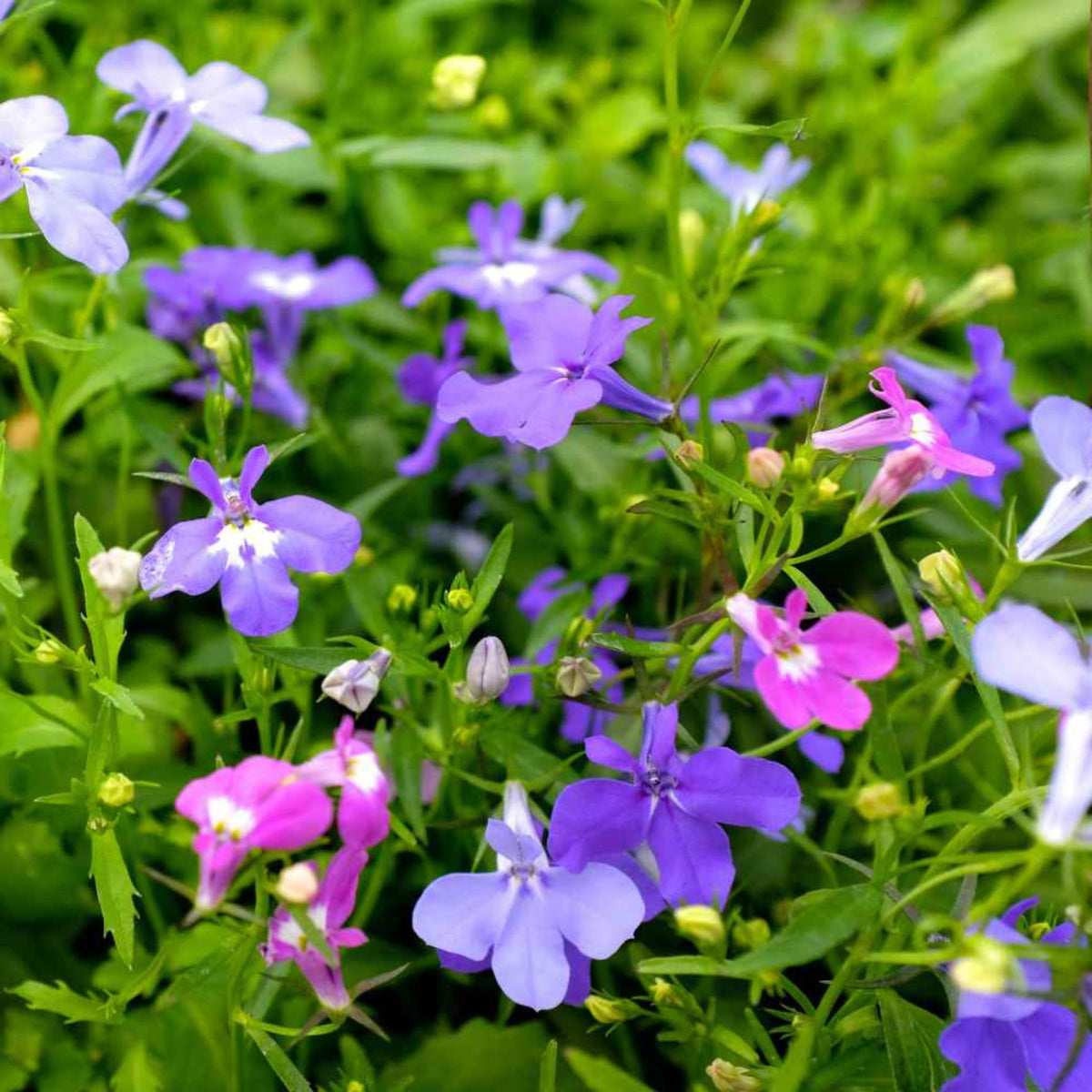 Mix Lobelia Erinus Seeds - Annual, Dwarf, 30+ seeds