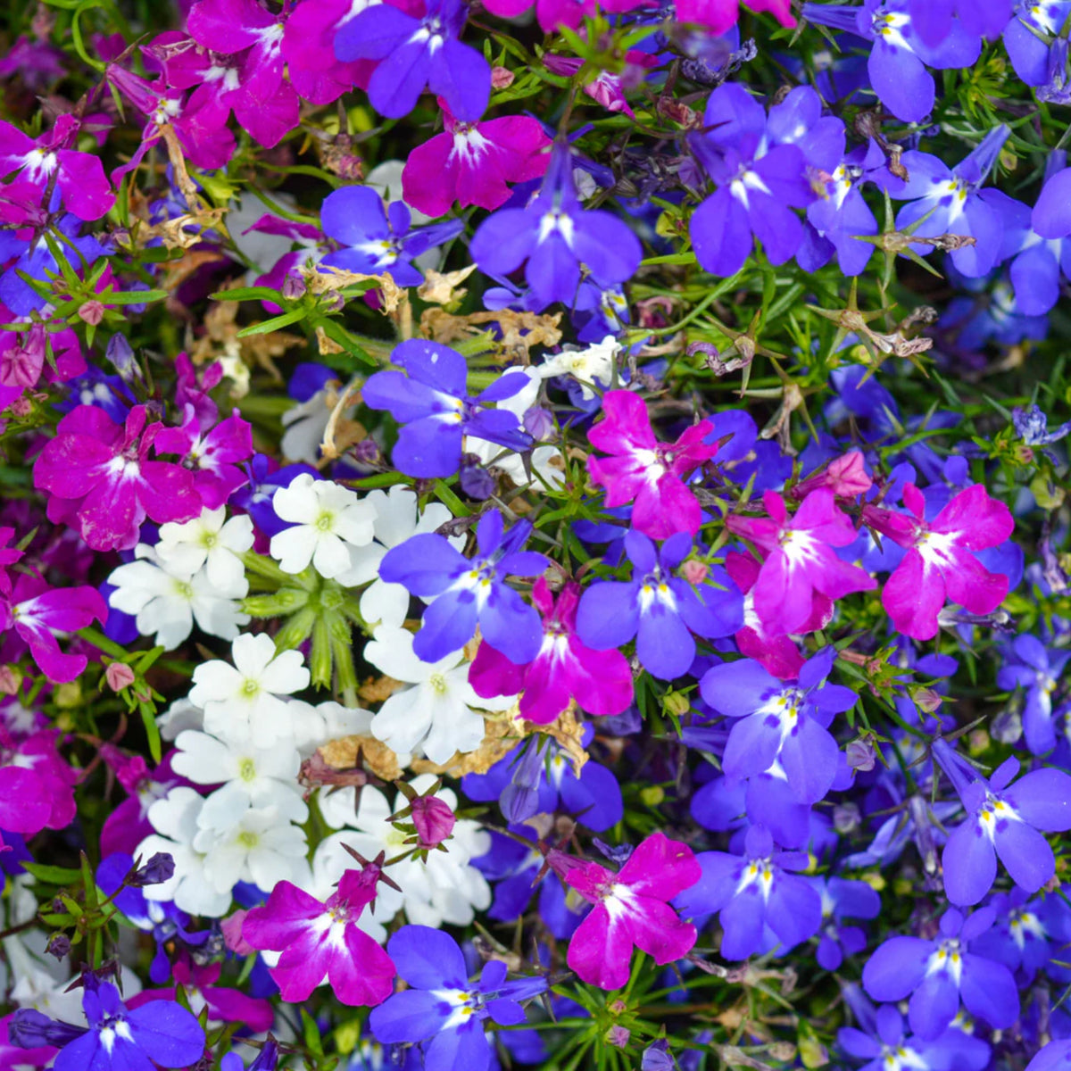 Mix Lobelia Erinus Seeds - Annual, Dwarf, 30+ seeds