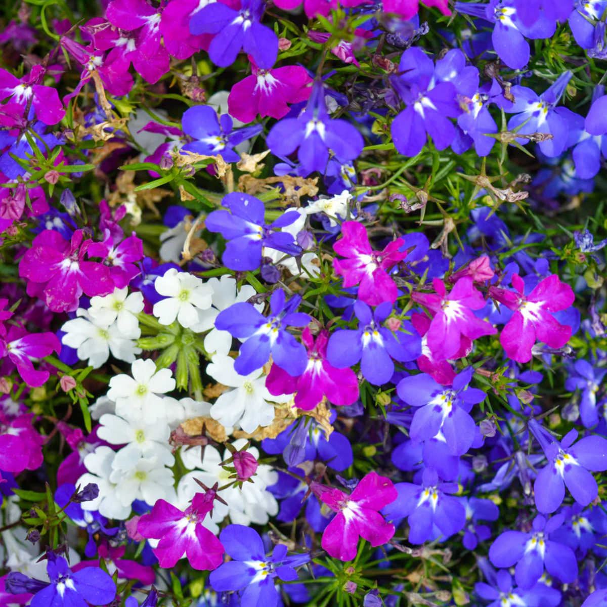 Mix Lobelia Erinus Seeds - Annual, Dwarf, 30+ seeds