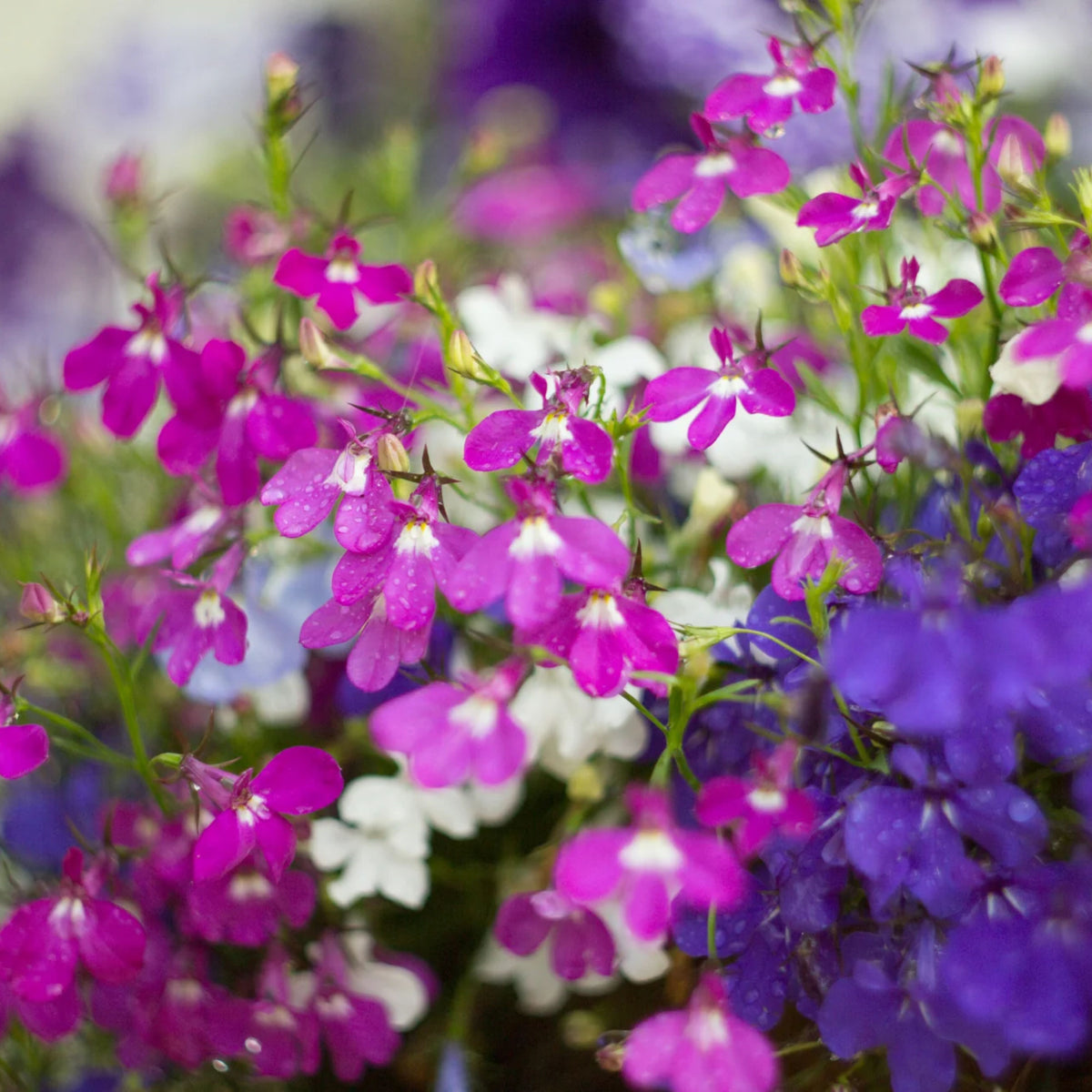 Mix Lobelia Erinus Seeds - Annual, Dwarf, 30+ seeds