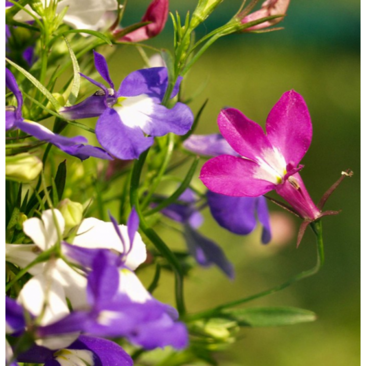 Mix Lobelia Erinus Seeds - Annual, Dwarf, 30+ seeds