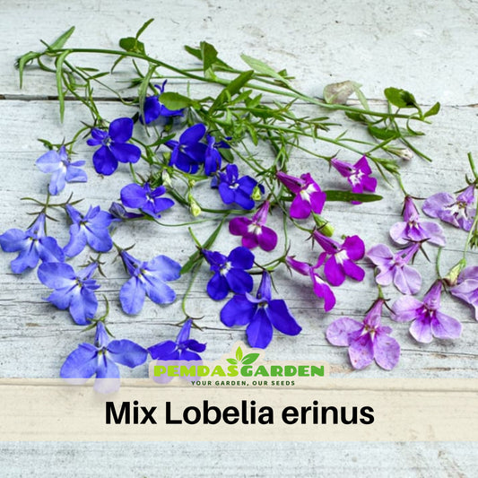 Mix Lobelia Erinus Seeds - Annual, Dwarf, 30+ seeds