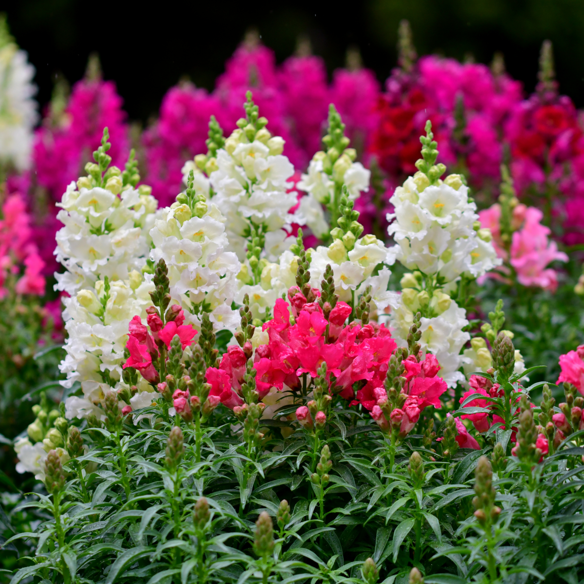 30 Seeds| Mix Snapdragon Maximum Seeds - Cold Resistant - Potted - Attracts pollinators - Open-Pollinating - Plant before the frost/after frost - #17