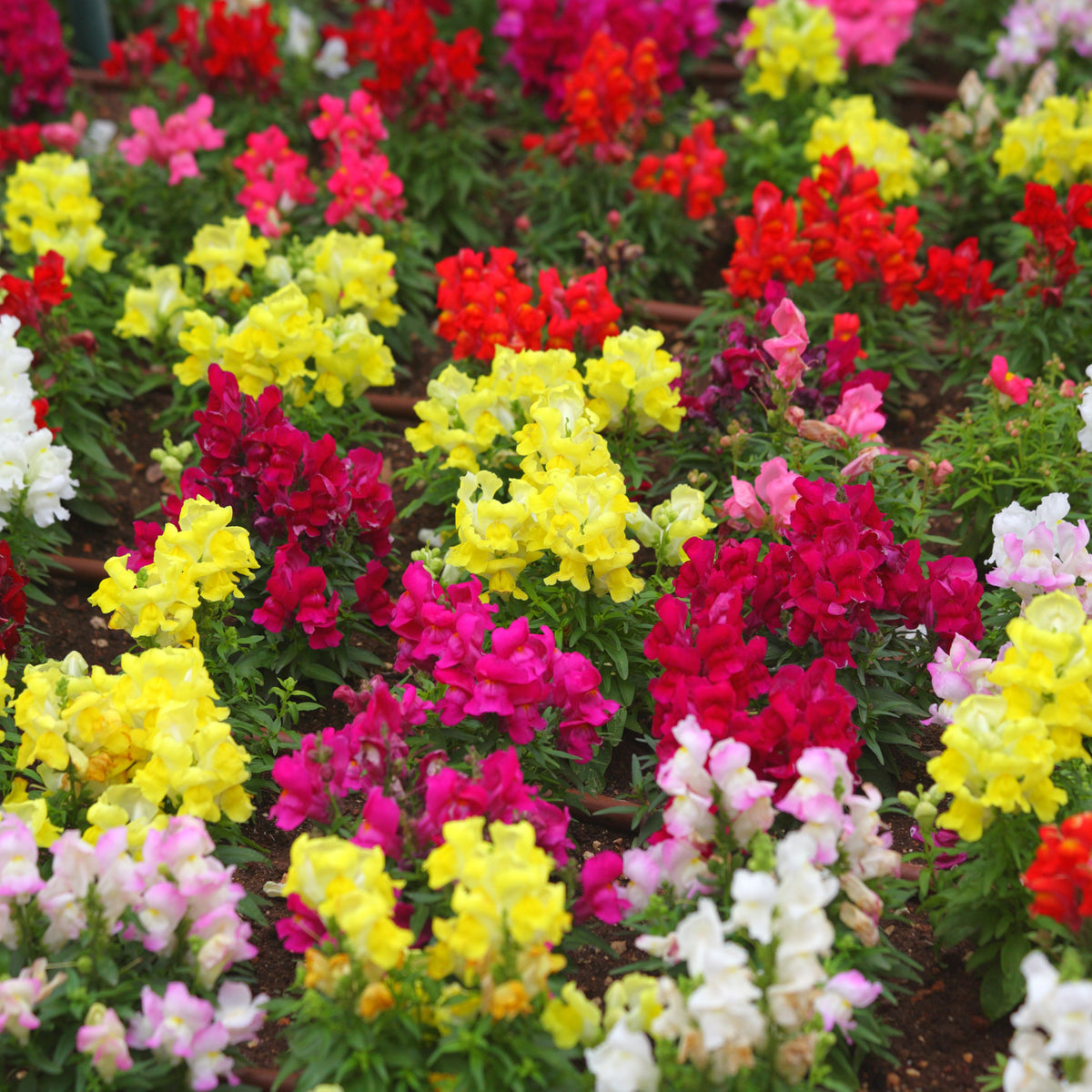 Mix Snapdragon Maximum Seeds - Cold Resistant, Potted, 30 seeds