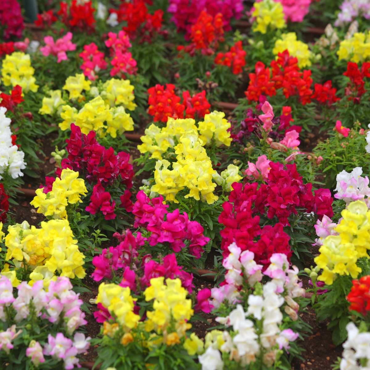 30 Seeds| Mix Snapdragon Maximum Seeds - Cold Resistant - Potted - Attracts pollinators - Open-Pollinating - Plant before the frost/after frost - #17