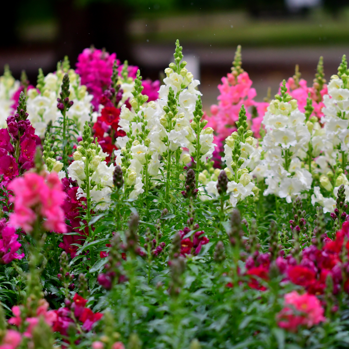 30 Seeds| Mix Snapdragon Maximum Seeds - Cold Resistant - Potted - Attracts pollinators - Open-Pollinating - Plant before the frost/after frost - #17