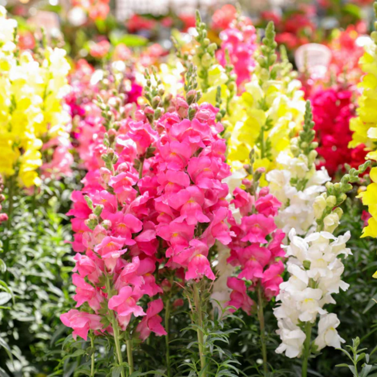 Mix Snapdragon Maximum Seeds - Cold Resistant, Potted, 30 seeds