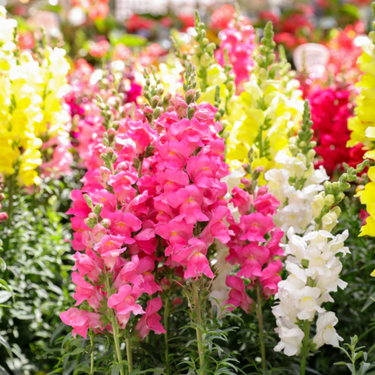 30 Seeds| Mix Snapdragon Maximum Seeds - Cold Resistant - Potted - Attracts pollinators - Open-Pollinating - Plant before the frost/after frost - #17